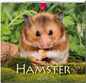  Hamster 2020 | Sonstiges |  Sack Fachmedien