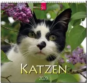  Katzen 2020 | Sonstiges |  Sack Fachmedien