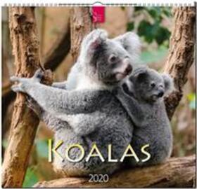 Koalas 2020 | Sonstiges |  Sack Fachmedien
