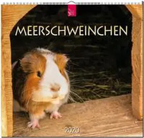  Meerschweinchen 2020 | Sonstiges |  Sack Fachmedien