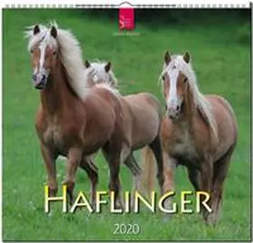  Haflinger 2020 | Sonstiges |  Sack Fachmedien