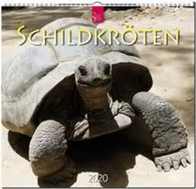 Schildkröten 2020 | Sonstiges | 978-3-8003-6191-5 | www.sack.de