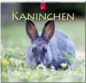 Verlagshaus Würzburg |  Kaninchen 2021 | Sonstiges |  Sack Fachmedien