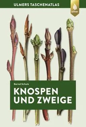 Schulz |  Knospen und Zweige | Buch |  Sack Fachmedien