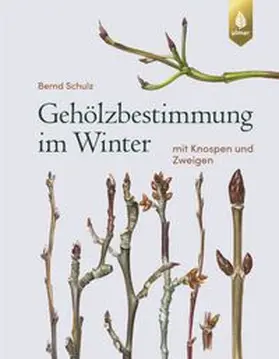 Schulz |  Gehölzbestimmung im Winter | Buch |  Sack Fachmedien