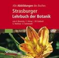 Bresinsky / Körner / Kadereit |  Bild-DVD, Strasburger Botanik | Sonstiges |  Sack Fachmedien