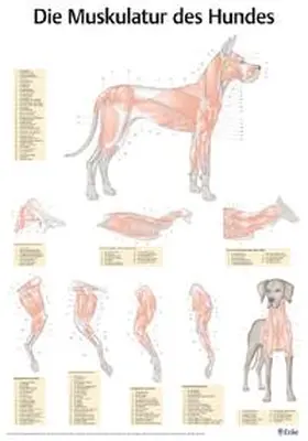 Salomon |  Poster Muskulatur des Hundes | Sonstiges |  Sack Fachmedien