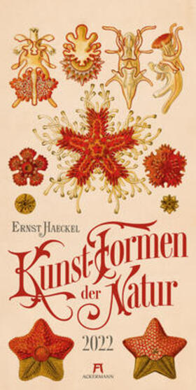 Haeckel / Ackermann Kunstverlag | Kunst-Formen der Natur - Ernst Haeckel Kalender | Sonstiges | 978-3-8384-2211-4 | sack.de