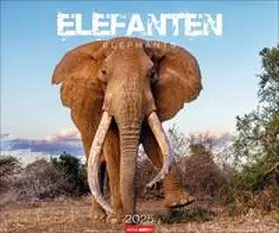 Elefanten Kalender 2025 | Sonstiges | 978-3-8399-0028-4 | www.sack.de