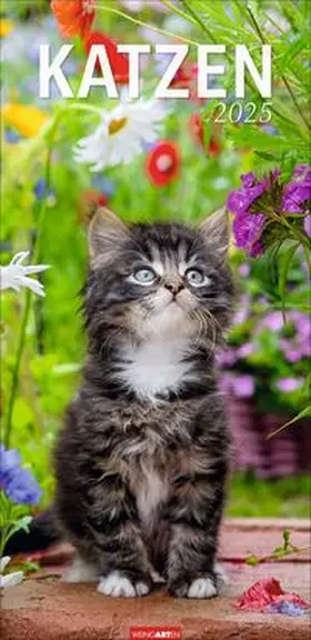 Katzen Kalender 2025 | Sonstiges | 978-3-8399-0056-7 | www.sack.de