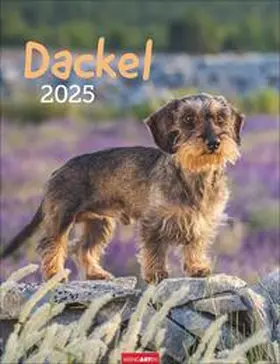  Dackel Kalender 2025 | Sonstiges |  Sack Fachmedien
