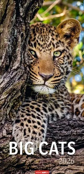 Big Cats Kalender 2026 | Sonstiges |  Sack Fachmedien