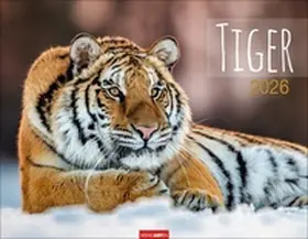  Tiger Kalender 2026 | Sonstiges |  Sack Fachmedien