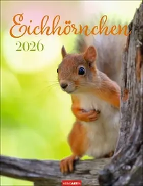  Eichhörnchen Kalender 2026 | Sonstiges |  Sack Fachmedien
