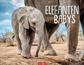  Elefantenbabys Kalender 2027 | Sonstiges |  Sack Fachmedien