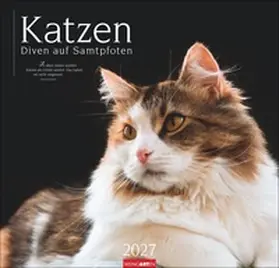  Katzen - Diven auf Samtpfoten Kalender 2027 - Diven auf Samtpfoten | Sonstiges |  Sack Fachmedien