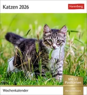 Katzen Postkartenkalender 2026 - Wochenkalender mit 53 Postkarten | Sonstiges | 978-3-8400-3572-2 | www.sack.de