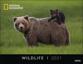 Harenberg |  Wildlife Posterkalender National Geographic Kalender 2021 | Sonstiges |  Sack Fachmedien