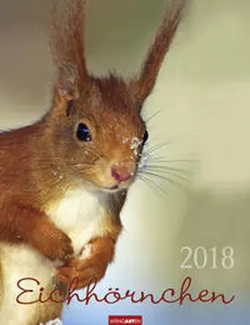 Eichhörnchen - Kalender 2018 | Sonstiges | 978-3-8400-7035-8 | sack.de