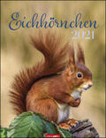 Weingarten |  Eichhörnchen - Kalender 2021 | Sonstiges |  Sack Fachmedien