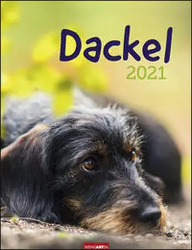 Weingarten |  Dackel - Kalender 2021 | Sonstiges |  Sack Fachmedien
