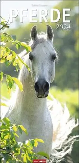  Pferde. Wandkalender 2024 länglich - großer Wandkalender mit beeindruckenden Fotos der bekannten Pferdefotografin Sabine Stuewer. Kalender XL für Pferdeliebhaber. 33x68 cm | Sonstiges |  Sack Fachmedien
