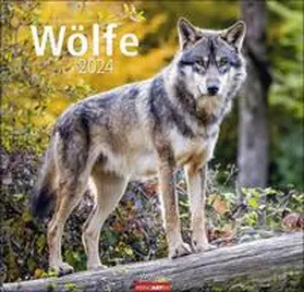  Wölfe. Tierkalender 2024 mit Wolf-Fotos vom bekannten Fotografenpaar Jean-Louis Klein und Marie-Luce Hubert. Foto-Wandkalender mit eindrucksvollen Tier-Aufnahmen. 48x46cm | Sonstiges |  Sack Fachmedien