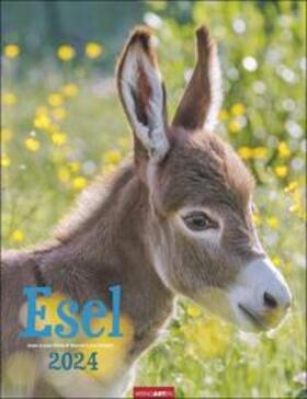  Esel Kalender 2024. Jahres-Wandkalender 2024 mit Fotos von Jean-Louis Klein und Marie-Luce Hubert. Tierkalender mit süßen Eselfotos. Planer mit Platz zum Eintragen. Hochformat 30x39 cm | Sonstiges |  Sack Fachmedien
