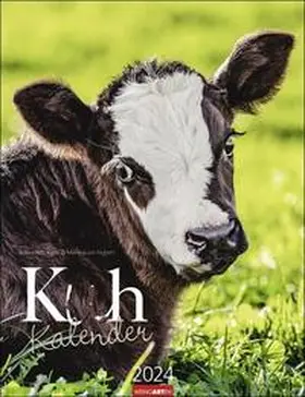  Kuh Kalender 2024. Foto-Wandkalender von den renommierten Tierfotografen Jean-Louis Klein und Marie-Luce Hubert. Süße Kälbchen und ländliche Idylle 2024 mit Planer. 30x39cm | Sonstiges |  Sack Fachmedien