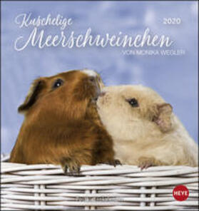  Meerschweinchen 2020. Postkartenkalender | Sonstiges |  Sack Fachmedien