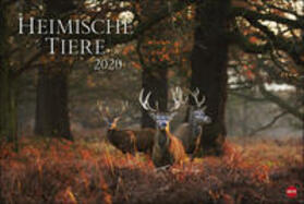 Heimische Tiere - Kalender 2020 | Sonstiges | 978-3-8401-7014-0 | www.sack.de