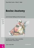 Budras / Habel |  Bovine Anatomy | eBook | Sack Fachmedien