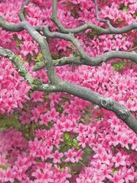 Tushita-Verlag |  Zen Flowers | Buch |  Sack Fachmedien
