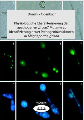 Odenbach | Physiologische Charakterisierung der apathogenen Delta-con-7 Mutante zur Identifizierung neuer Pathogenitätsfaktoren in Magnaporthe grisea | Buch | 978-3-86553-199-5 | sack.de