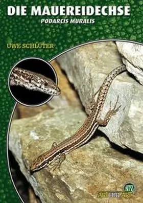 Schlüter | Die Mauereidechse | Buch | 978-3-86659-145-5 | www.sack.de