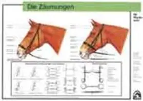 Deutsche Reiterliche Vereinigung e.V. (FN) |  Die Zäumungen | Buch |  Sack Fachmedien