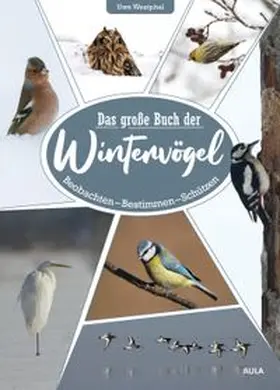 Westphal |  Das große Buch der Wintervögel | Buch |  Sack Fachmedien