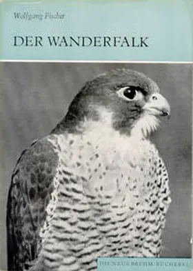 Fischer |  Der Wanderfalk | Buch |  Sack Fachmedien