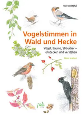 Westphal |  Vogelstimmen in Wald und Hecke | Buch |  Sack Fachmedien