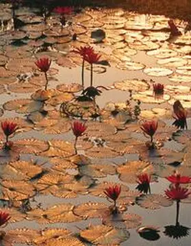 Tushita-Verlag |  Lotus Pond | Buch |  Sack Fachmedien