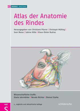 Mülling / Reese / Budras | Atlas der Anatomie des Rindes | Buch | 978-3-89993-090-0 | sack.de