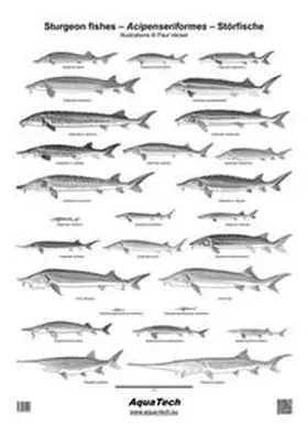  Sturgeon fishes - Acipenseriformes - Störfische | Buch |  Sack Fachmedien