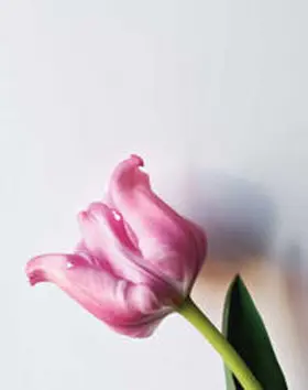 Fuchs |  Ingeborg Strobl | Buch |  Sack Fachmedien