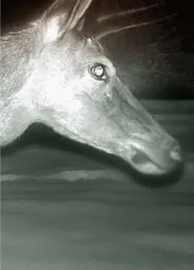 Hanimann |  Trapped | Buch |  Sack Fachmedien