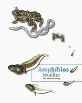 Prof. Obst |  Amphibios - Vom Wunder der Verwandlung | Buch |  Sack Fachmedien