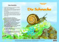 Fischer-Nagel |  Die Schnecke - Natur-Kamishibai | Loseblattwerk |  Sack Fachmedien