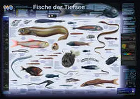 Welter-Schultes |  Fische der Tiefsee | Sonstiges |  Sack Fachmedien