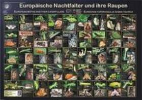Welter-Schultes | Europäische Nachtfalter und ihre Raupen | Sonstiges | 978-3-933922-22-9 | sack.de