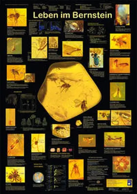 Welter-Schultes |  Leben im Bernstein | Sonstiges |  Sack Fachmedien