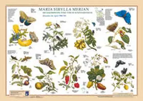 Welter-Schultes |  Maria Sibylla Merian: Metamorphosis Insectorum Surinamensium. Dezember bis April 1700/1701 | Sonstiges |  Sack Fachmedien